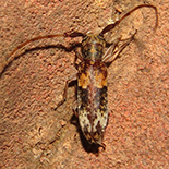 eunidia endroedyi